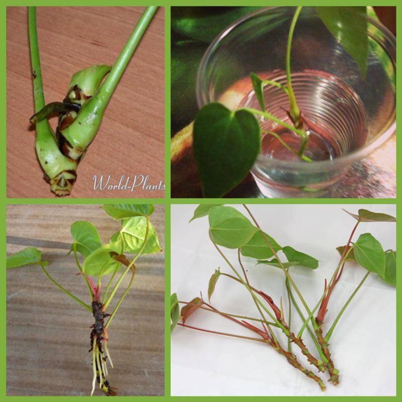 Размножение антуриума в домашних условиях: семенами, черенками, листом, делением куста, боковыми побегами