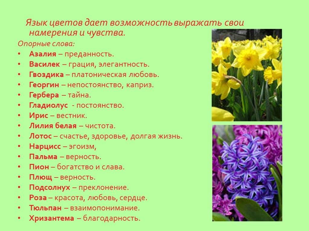 Язык цветов: приятный посыл • розы и сад