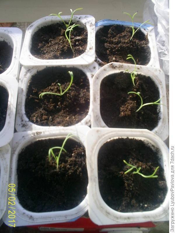 Эшшольция: посадка и уход в открытом грунте, фото, размножение, выращивание из семян, сорта