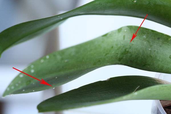 На орхидее появились липкие капельки: причины возникновения, способы устранения + профилактика проблемы
