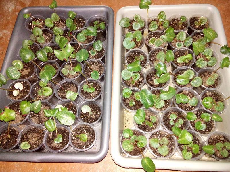 Выращивание цикламена – посадка семян в открытый грунт и в теплице, секреты ухода за растением в домашних условиях