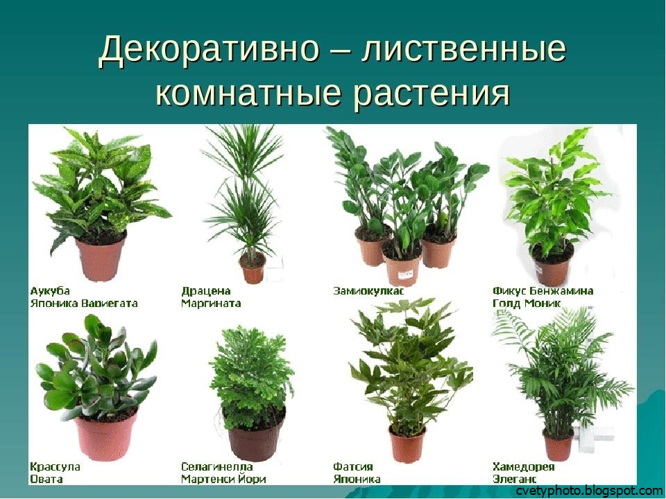 Каталог комнатных растений с фото и названием