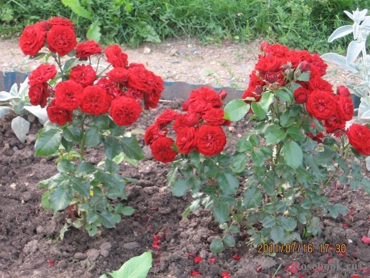 Нина вейбул роза, описание, характеристики, отзывы и уход