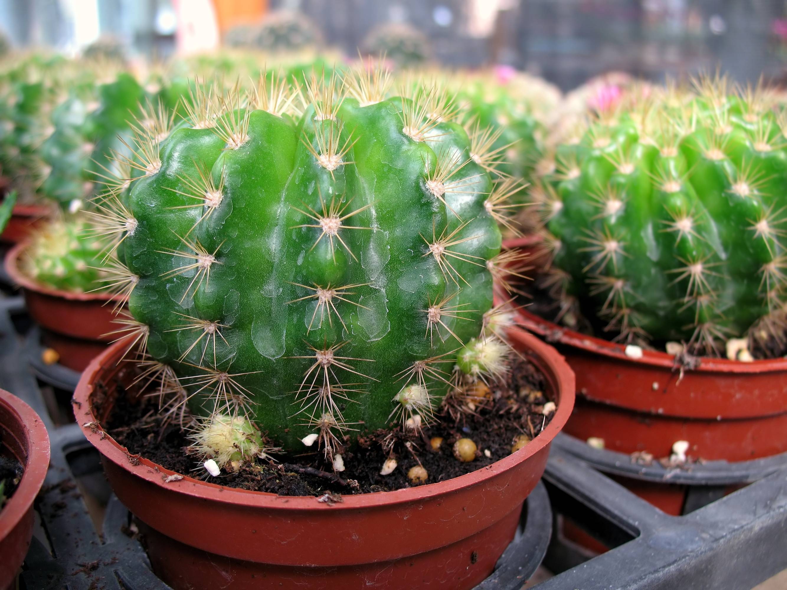 Эхинопсис - 150 фото и видео содержания неприхотливого кактуса в домашних условиях