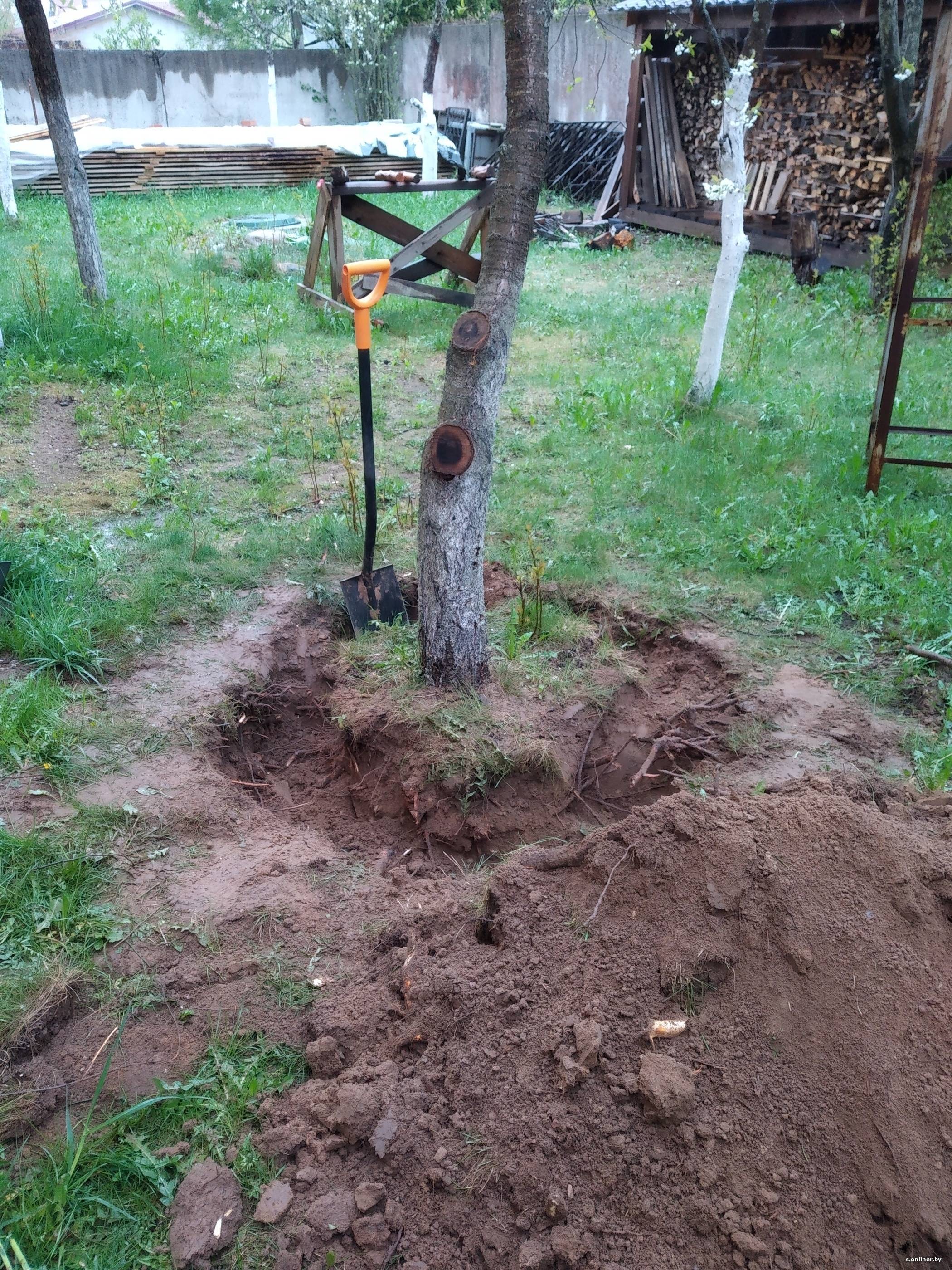 Как правильно убрать дерево с участка — пошаговая инструкция