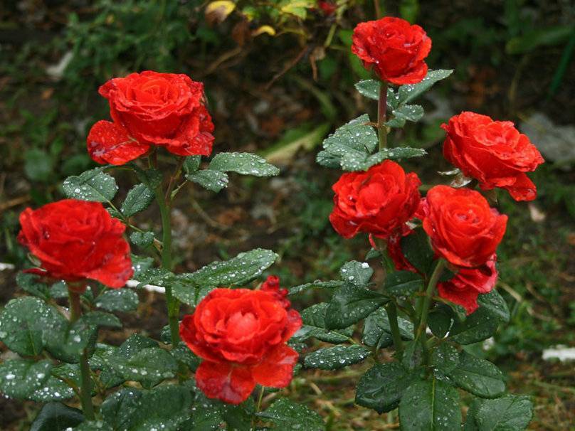 Чайно-гибридная роза эль-торо: описание сорта, фото, история, агротехника | о розе