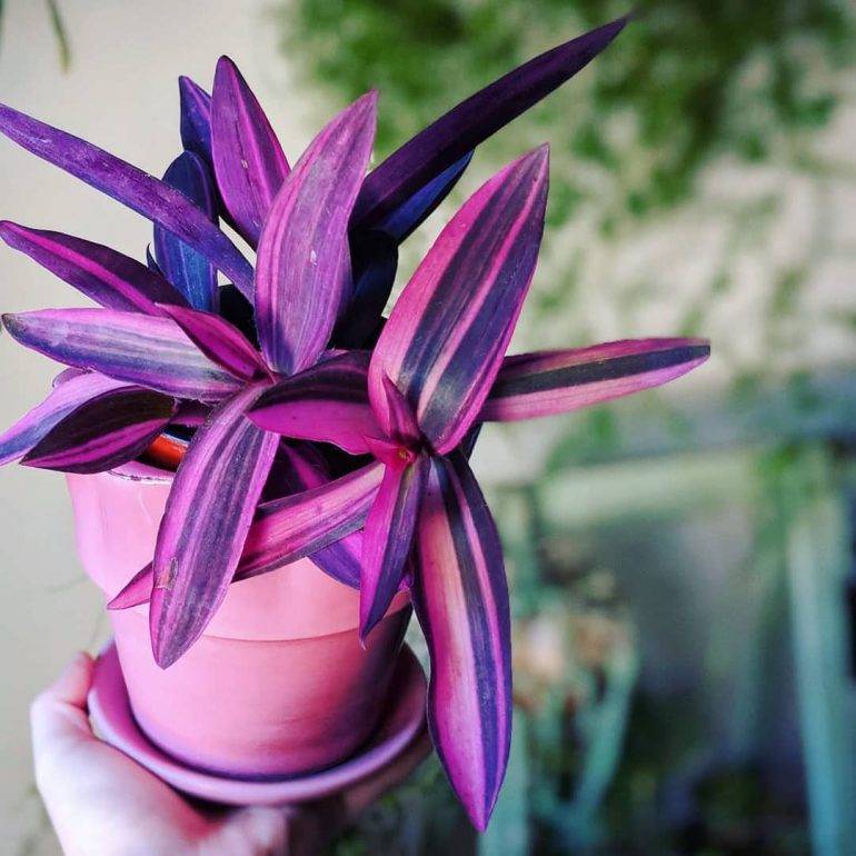 Сеткреазия пурпурная: растение-целитель в вашем доме. как выращивать и ухаживать