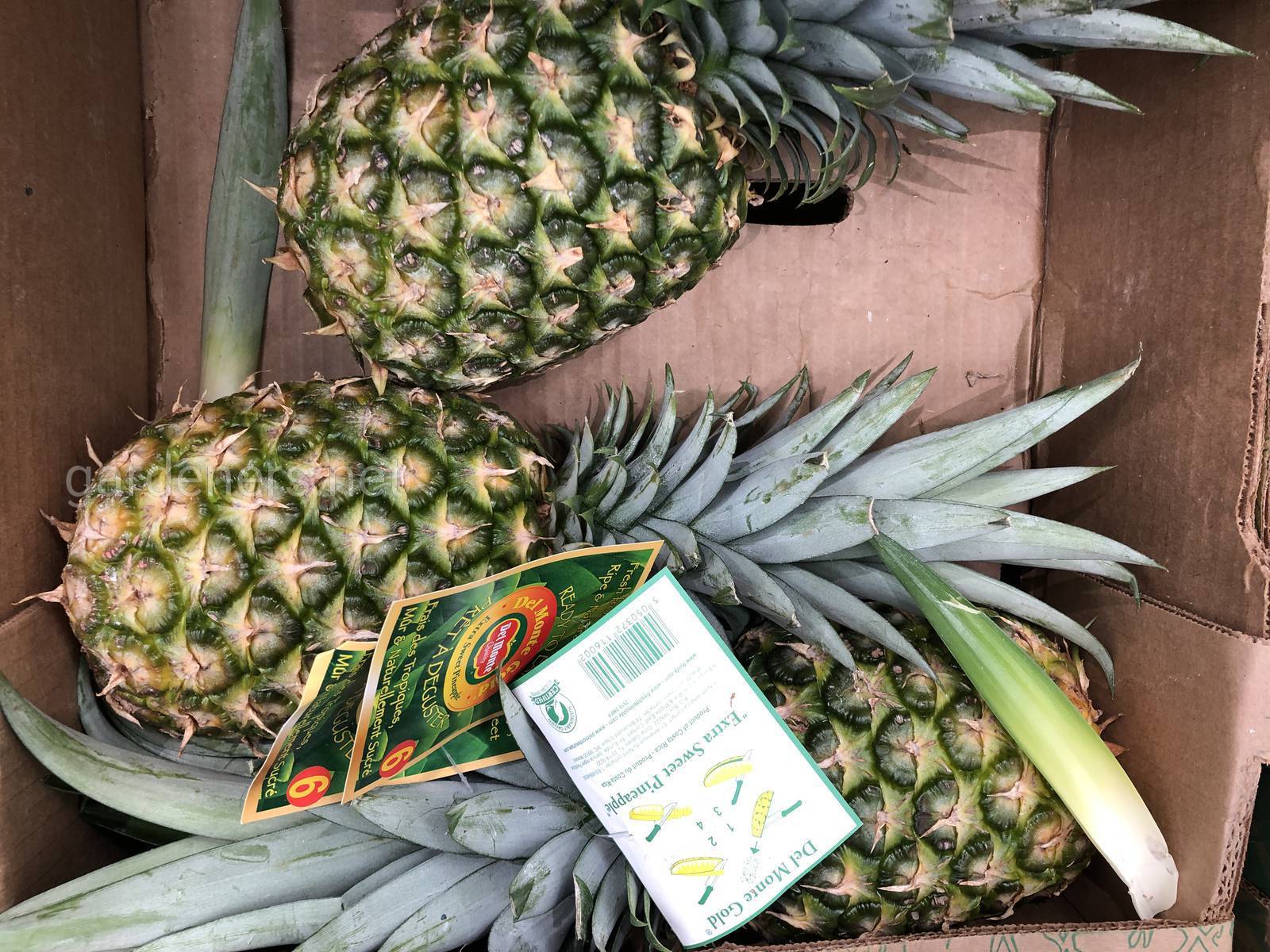 Как выбрать ананас: как определить спелость, как выглядит хороший и вкусный в магазине россии