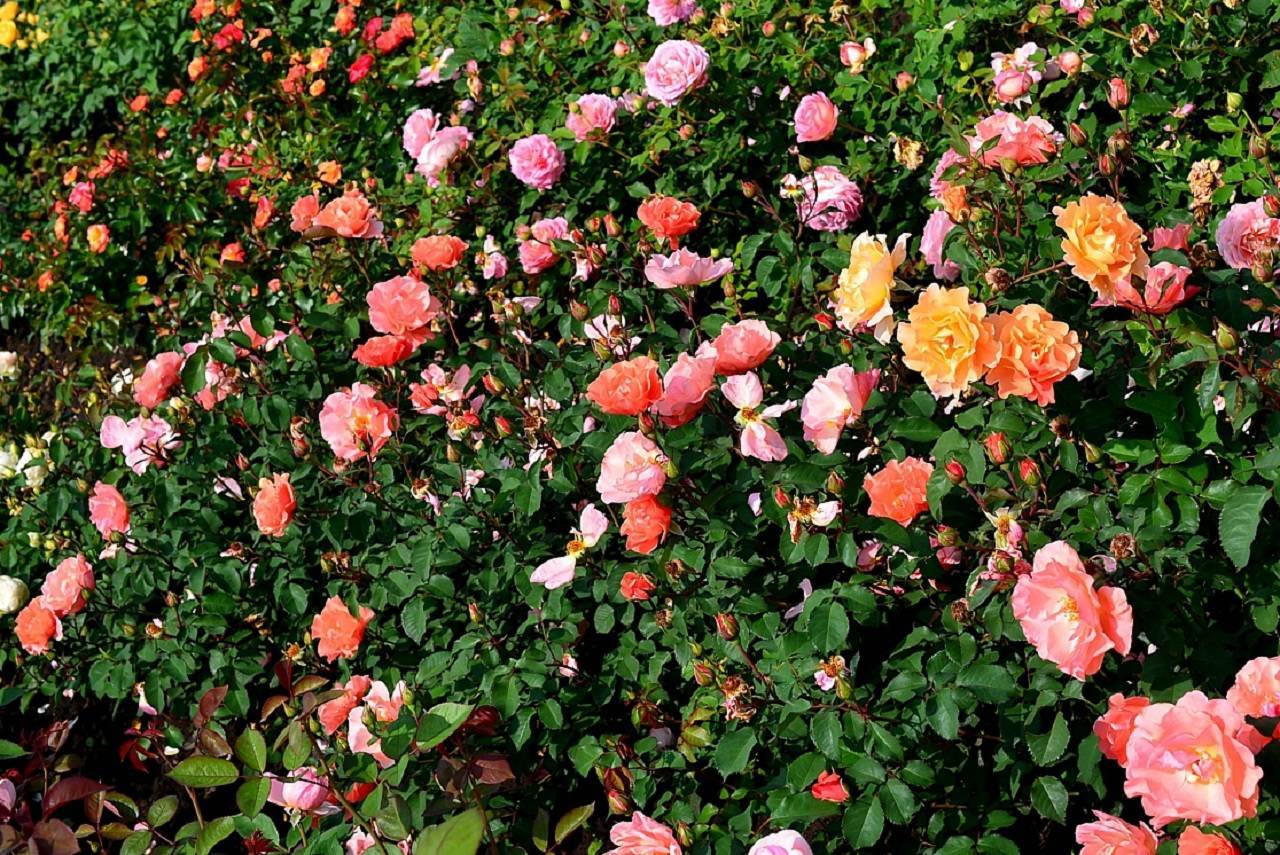 Полиантовая роза: обзор популярных сортов прекрасной незнакомки