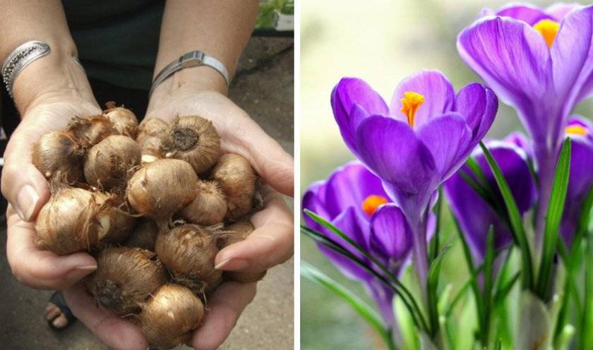 Нужно ли выкапывать луковицы крокусов после цветения: когда это делать, как хранить и высаживать