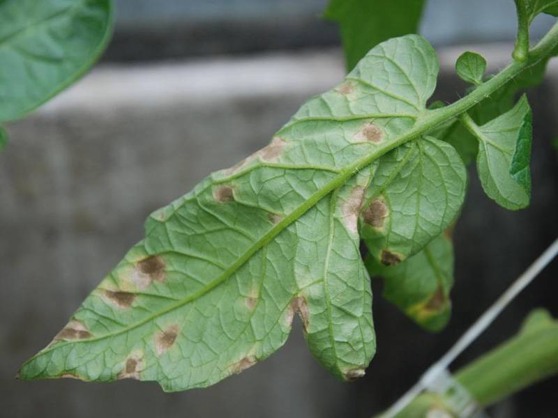 Болезни и проблемы при выращивании баклажана в домашней теплице