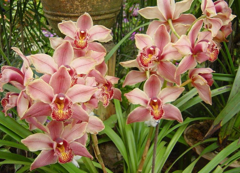 Как правильно ухаживать за орхидеей цимбидиум