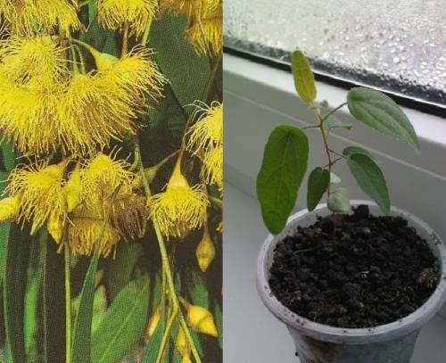 Комнатное растение эвкалипт: домашний уход, размножение в квартире и полезные свойства