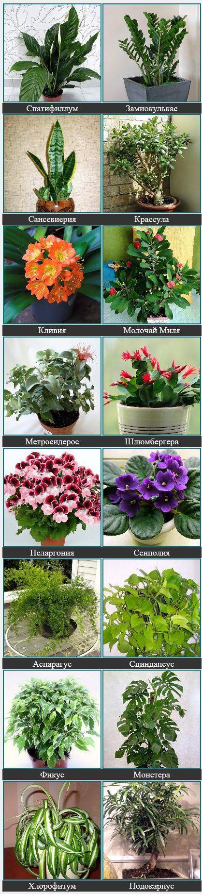 ???? комнатные домашние растения и цветы: фото и названия, разновидности