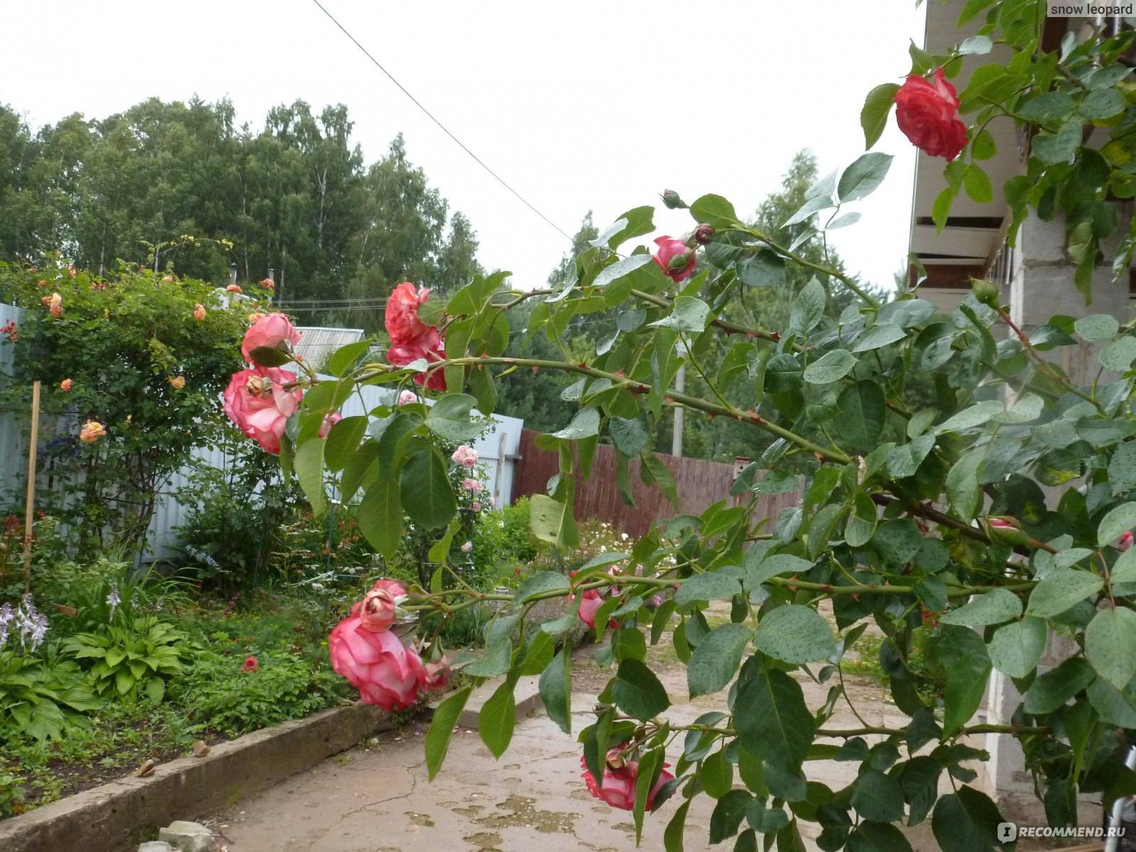 Описание плетистого сорта розы антик 89: как выращивать клаймбер, посадка и уход
