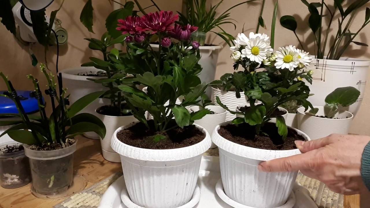 Домашняя хризантема: правильный уход, пересадка и размножение