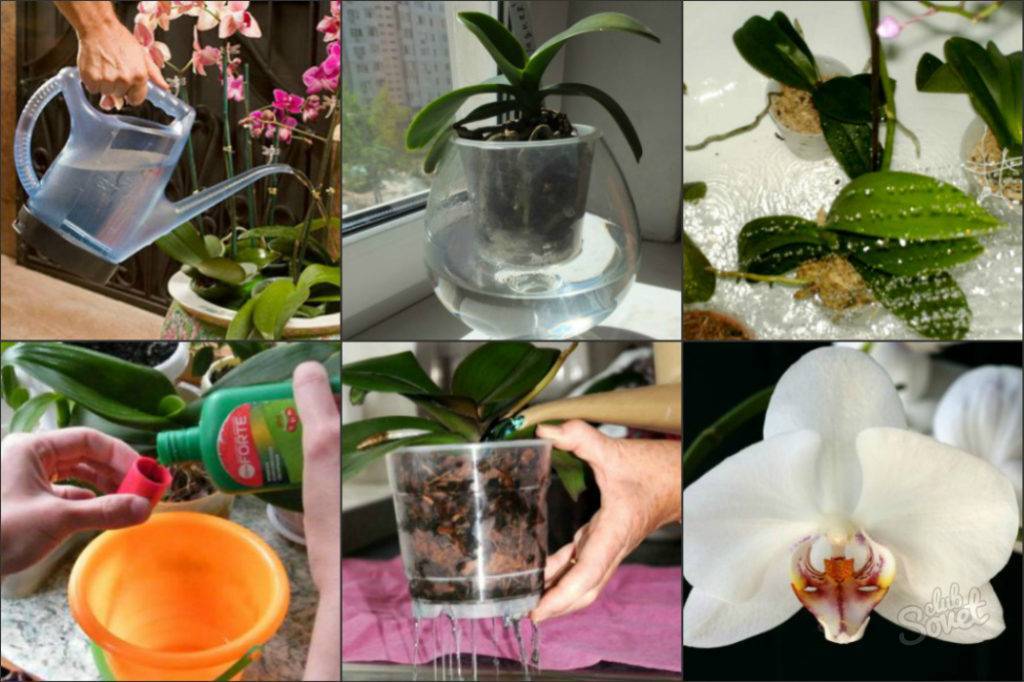 Как поливать орхидею в домашних условиях: общие правила, во время цветения, в зимний период, способы полива, из лейки, погружение, купание, полезные советы