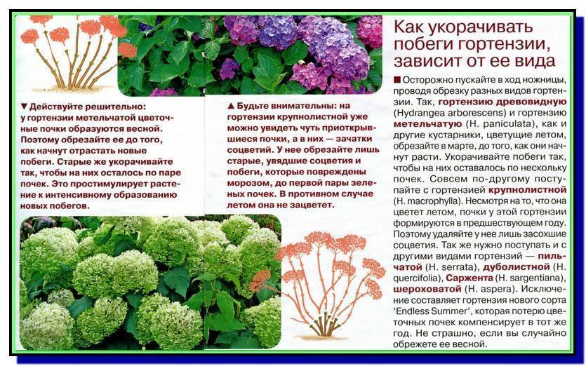 Гортензия в сибири: посадка и уход. выращивание гортензии в регионах с суровым климатом :: syl.ru