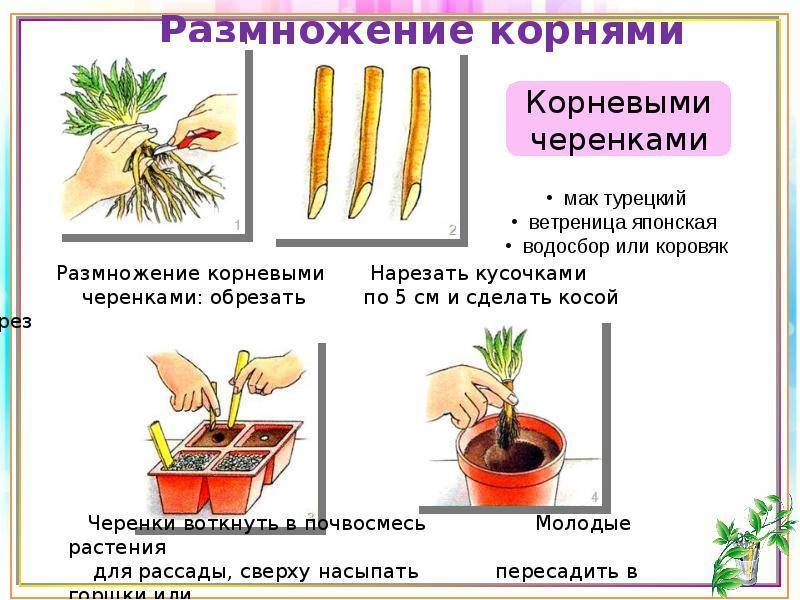 Условия выращивания руэллии: уход, размножение и примеры основных сортов