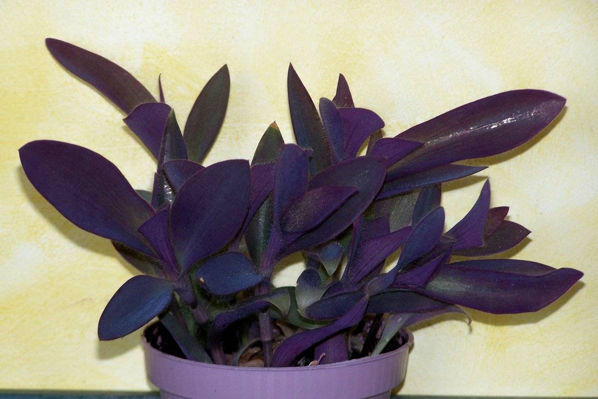 Пурпурный сад. названия фиолетовых цветов и растений