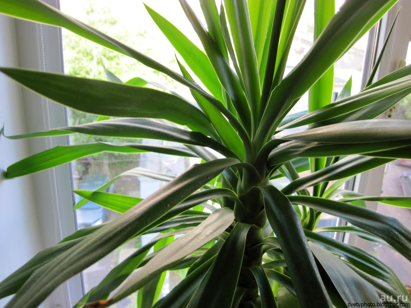 Комнатная юкка — менее капризная альтернатива пальмам. уход в домашних условиях. фото — ботаничка