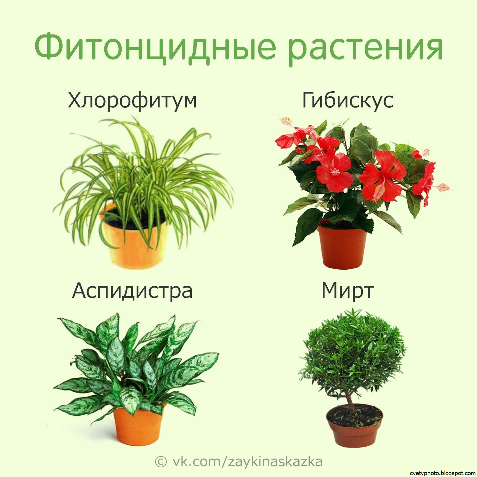Цветок с красными листьями - домашние цветы с названиями и фото