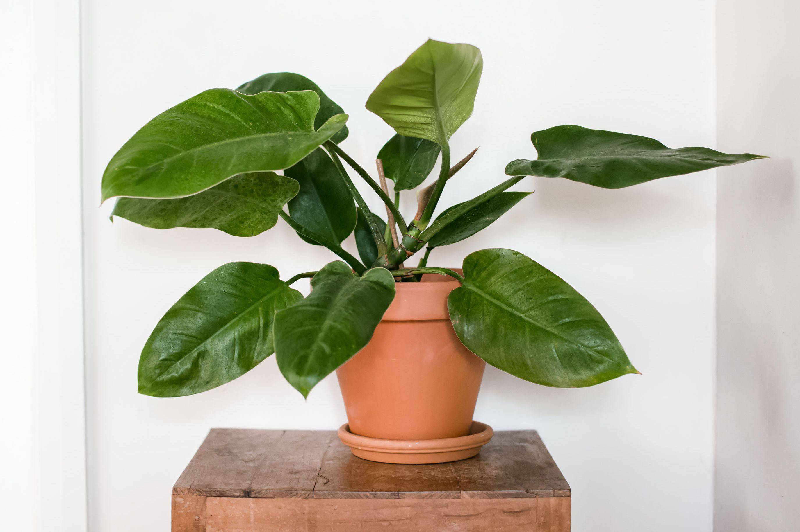 Филодендрон — декоративно-лиственная классика комнатного цветоводства. уход в домашних условиях. фото — ботаничка