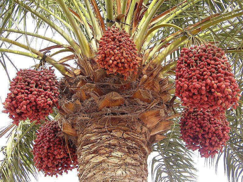 Все о финиковой пальме: фото, описание и уход за растением