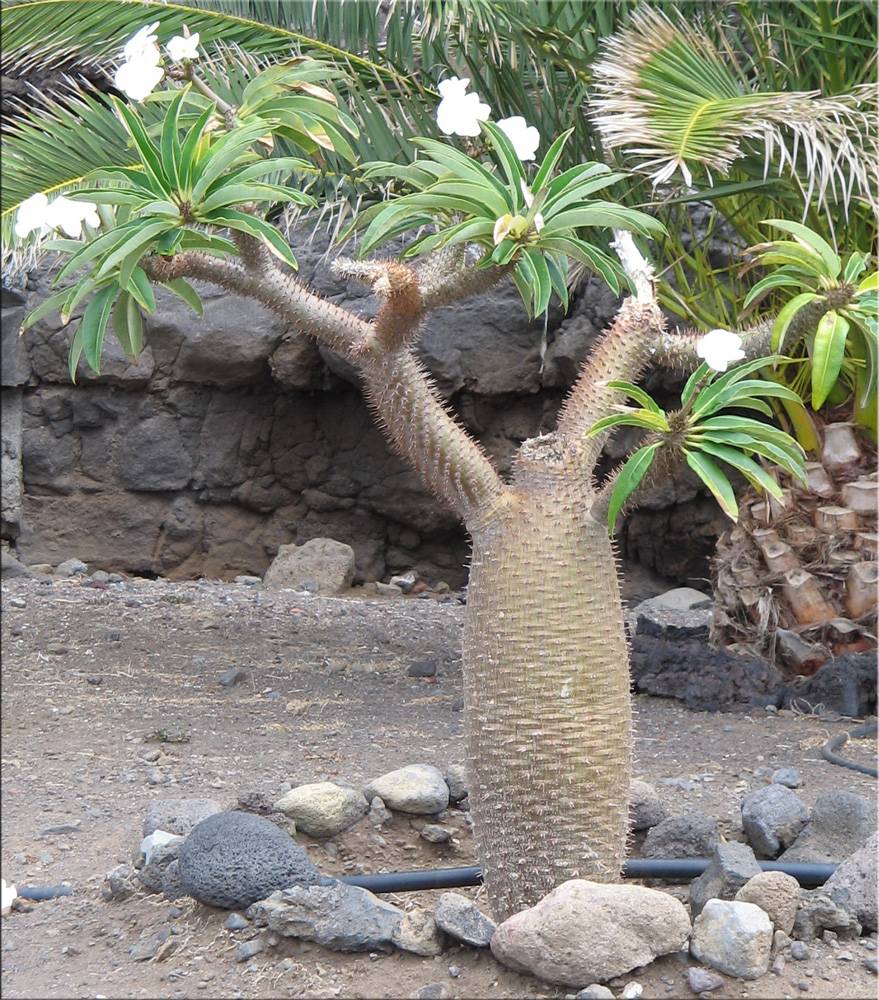 Цветок пахиподиум или мадагаскарская пальма - уход, фото и размножение