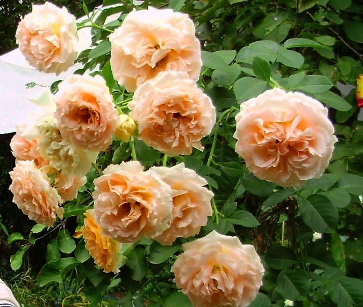 Плетистая роза “полька” с описание, отзывами, правилами ухода и фото