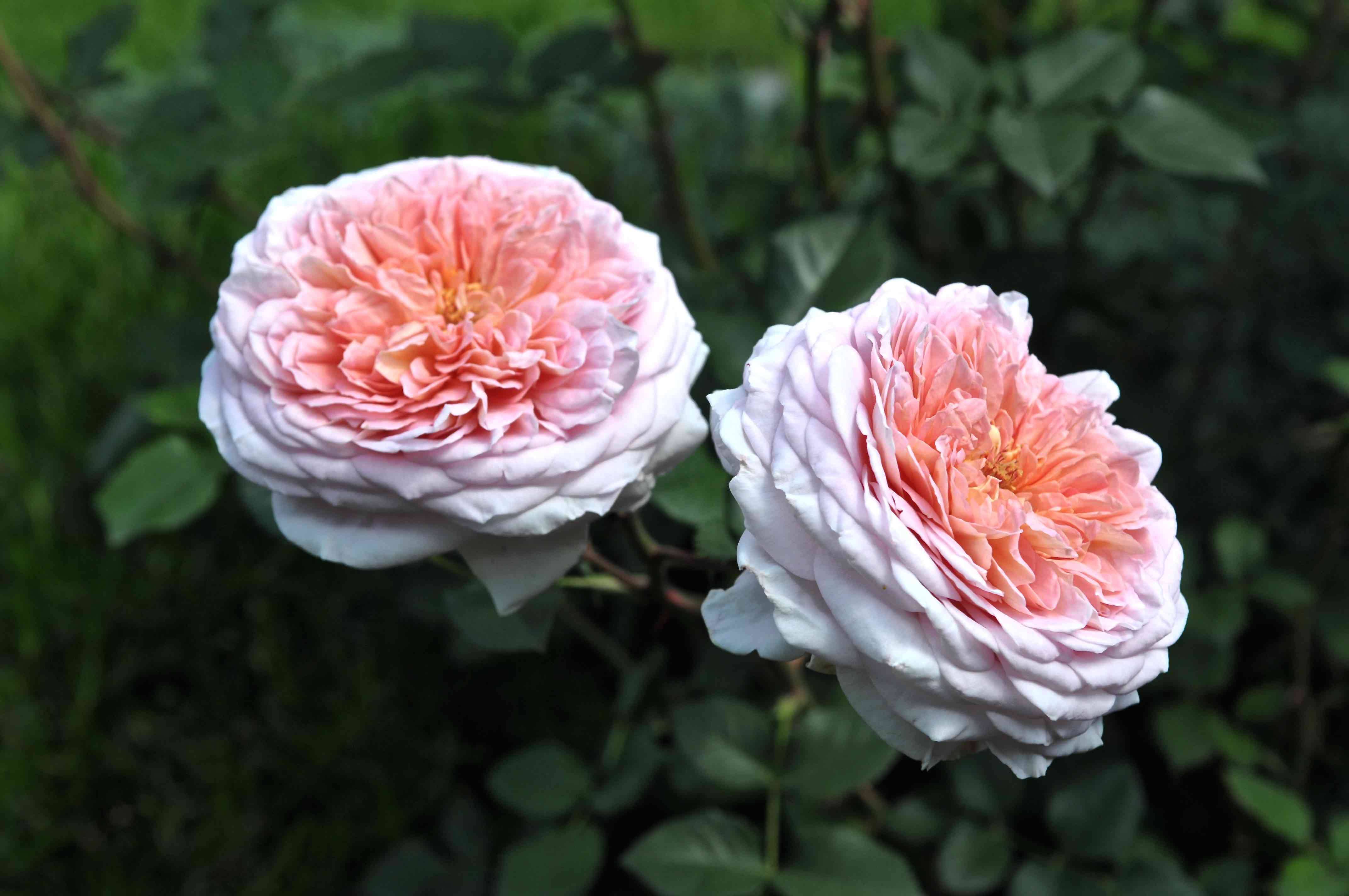 Роза английская абрахам дерби: секреты правильного роста и обильного цветения