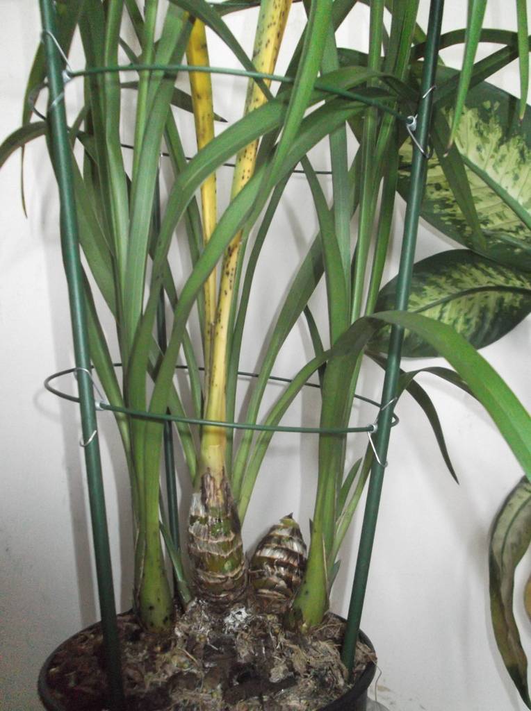 Все об орхидее цимбидиум — тропический цветок для начинающих цветоводов