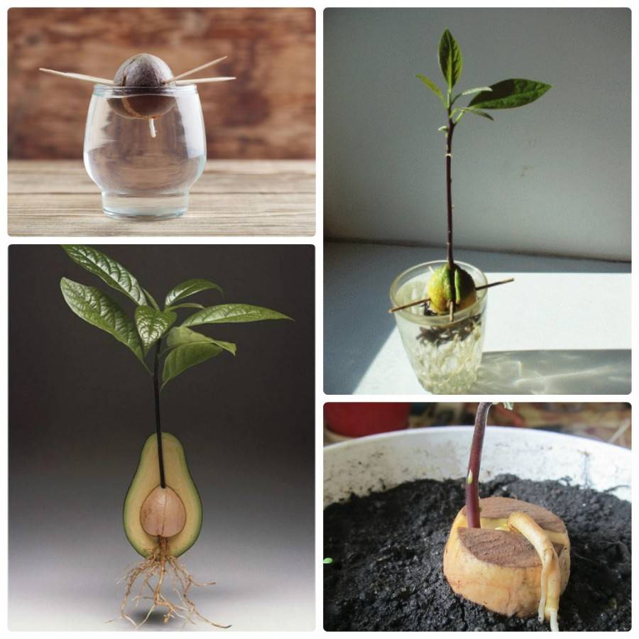 Как вырастить авокадо из косточки? выращивание и уход :: syl.ru