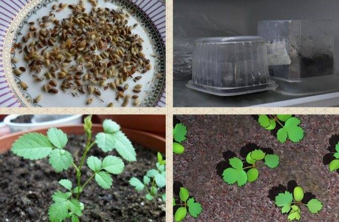 Выращивание роз из семян: подготовка семенного материала в домашних условиях, пересадка в грунт