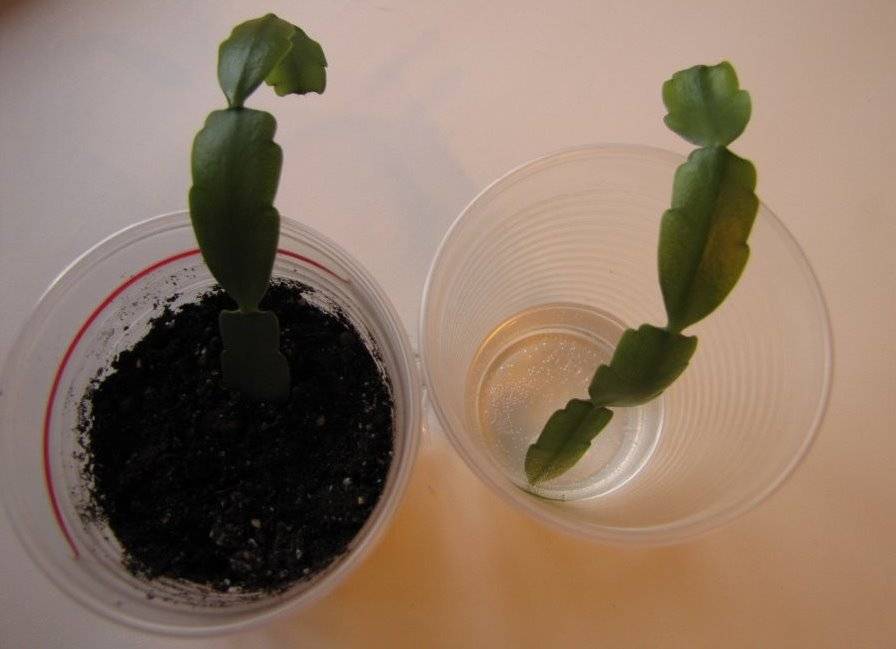 Как размножить декабрист в домашних условиях: примеры без корней и листочками