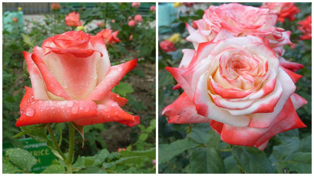 Роза мондиаль: описание и разновидности сорта с фото, применение цветка + особенности посадки и выращивания, отзывы