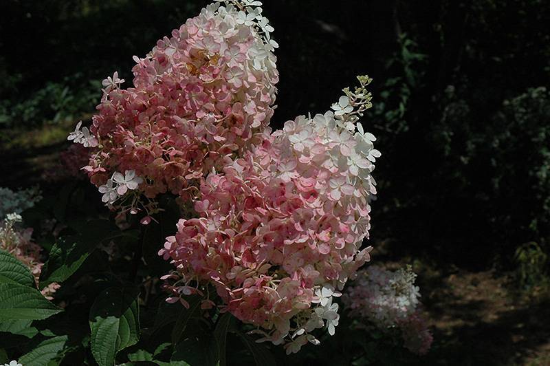 Гортензия строберри блоссом (hydrangea paniculata strawberry blossom) — описание