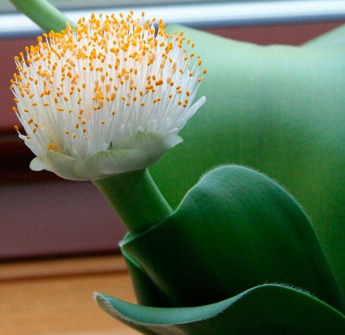 Гемантус, как ухаживать за цветком в домашних условиях