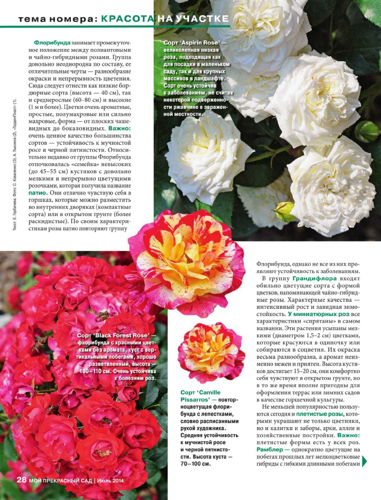 Флорибунда – группа роз с практически непрерывным цветением (сорта и фото)
флорибунда – группа роз с практически непрерывным цветением (сорта и фото)
 adblockrecovery.ru