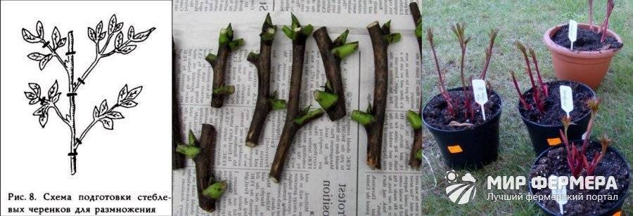 Размножение пионов: деление кустов, выращивание из семян, как рассадить и размножить растение корневыми черенками или стеблевыми отростками?
