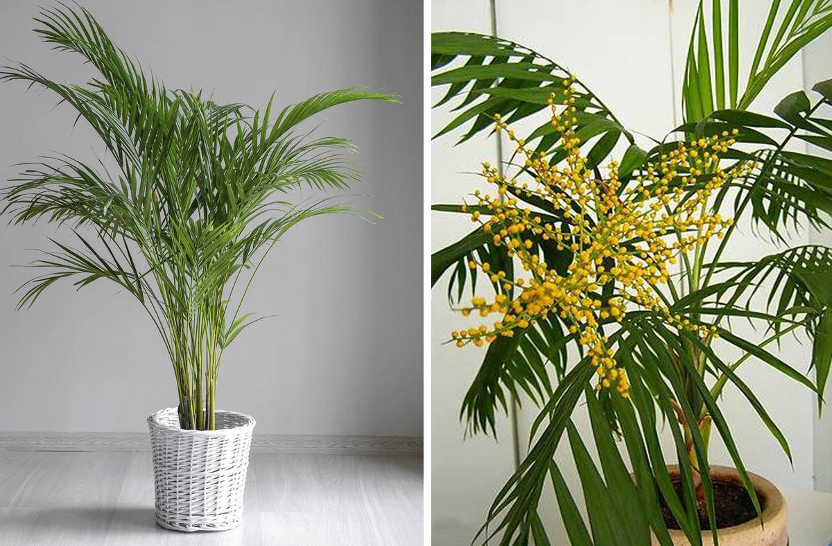 Хамедорея — лучшая пальма для размещения внутри комнат. уход в домашних условиях. фото — ботаничка