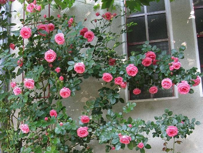 ᐉ плетистая роза лавиния фото и описание