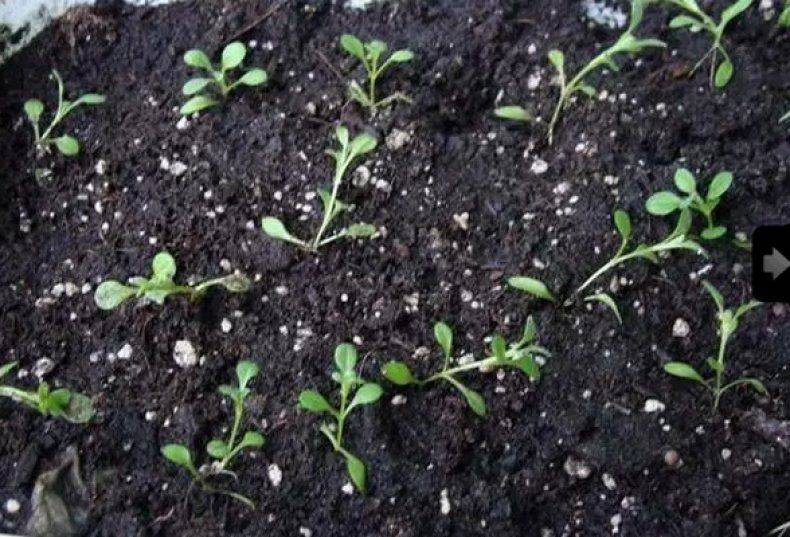 Иберис: выращивание из семян, когда сажать в открытый грунт