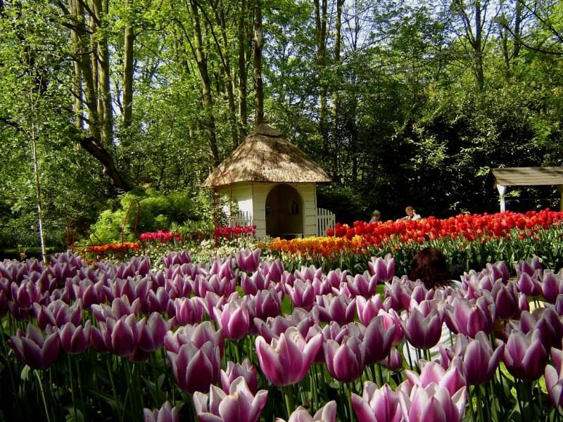 Парк цветов кекенхоф в нидерландах