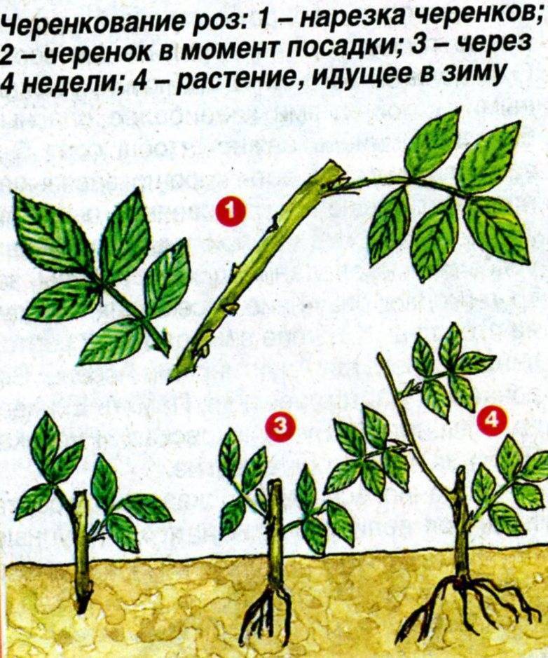 Базовые правила размножения роз черенками летом и зимой. фото — ботаничка.ru