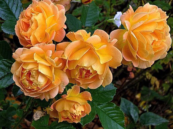 Роза флорибунда: лучшие сорта, фото и описание, посадка и уход, подготовка к зиме
