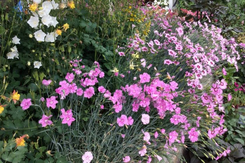 Гвоздика садовая, многолетняя: посадка и уход, фото в открытом грунте, выращивание и размножение сорта