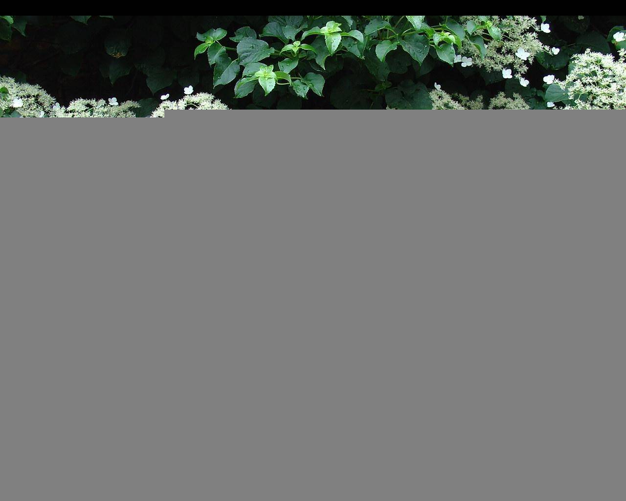 Гортензия черешковая: плетистая, стелющаяся, вьющаяся лиана, фото, посадка и уход, описание | qlumba.com
