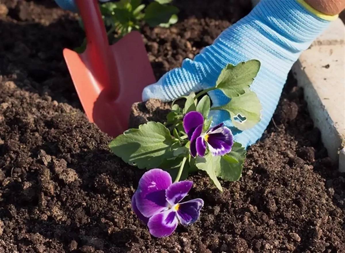 Агротехника выращивания цветка левкой в саду: как ухаживать, размножать, поливать