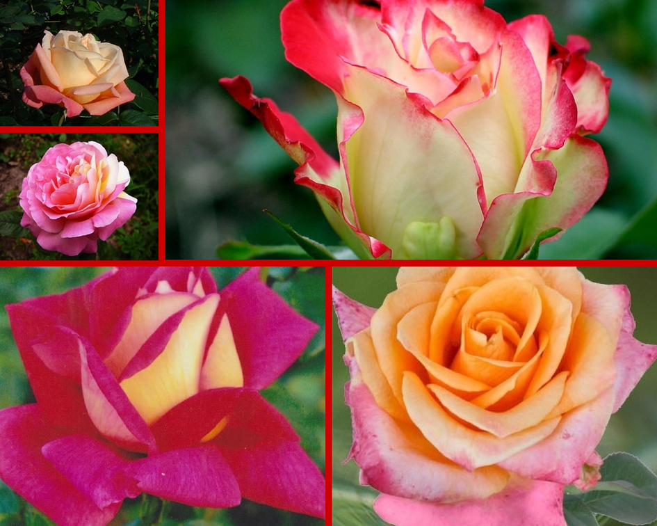 Сортовое разнообразие зеленых роз — виды, размножение и уход